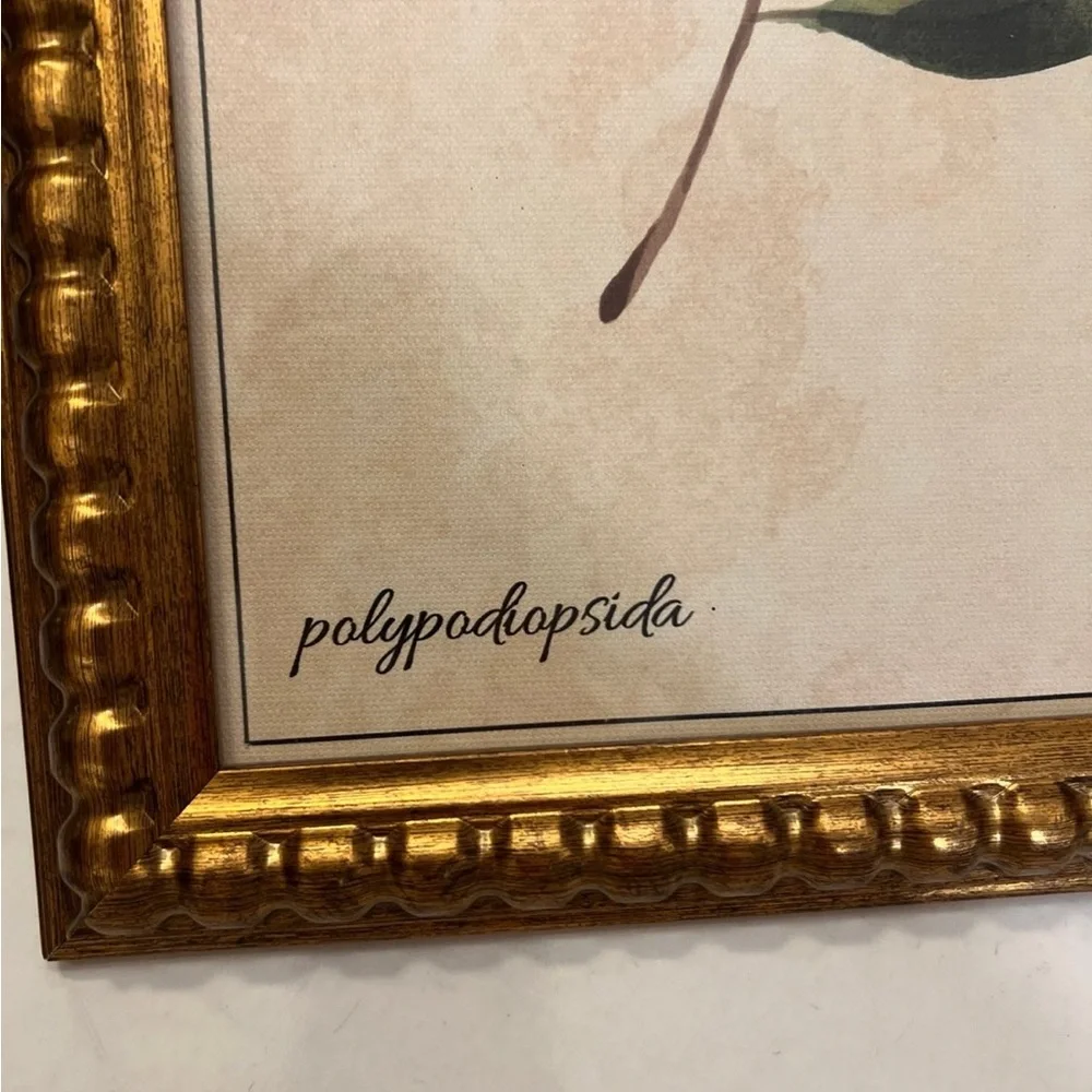 Polypodiopsida fig.18 picture frame decor
